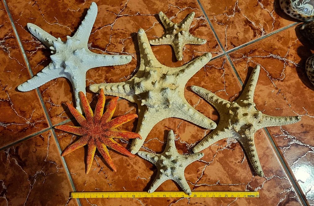 Scoici pentru colectie