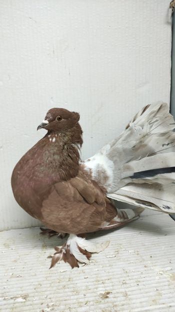 Porumbei maria stuart și voltați