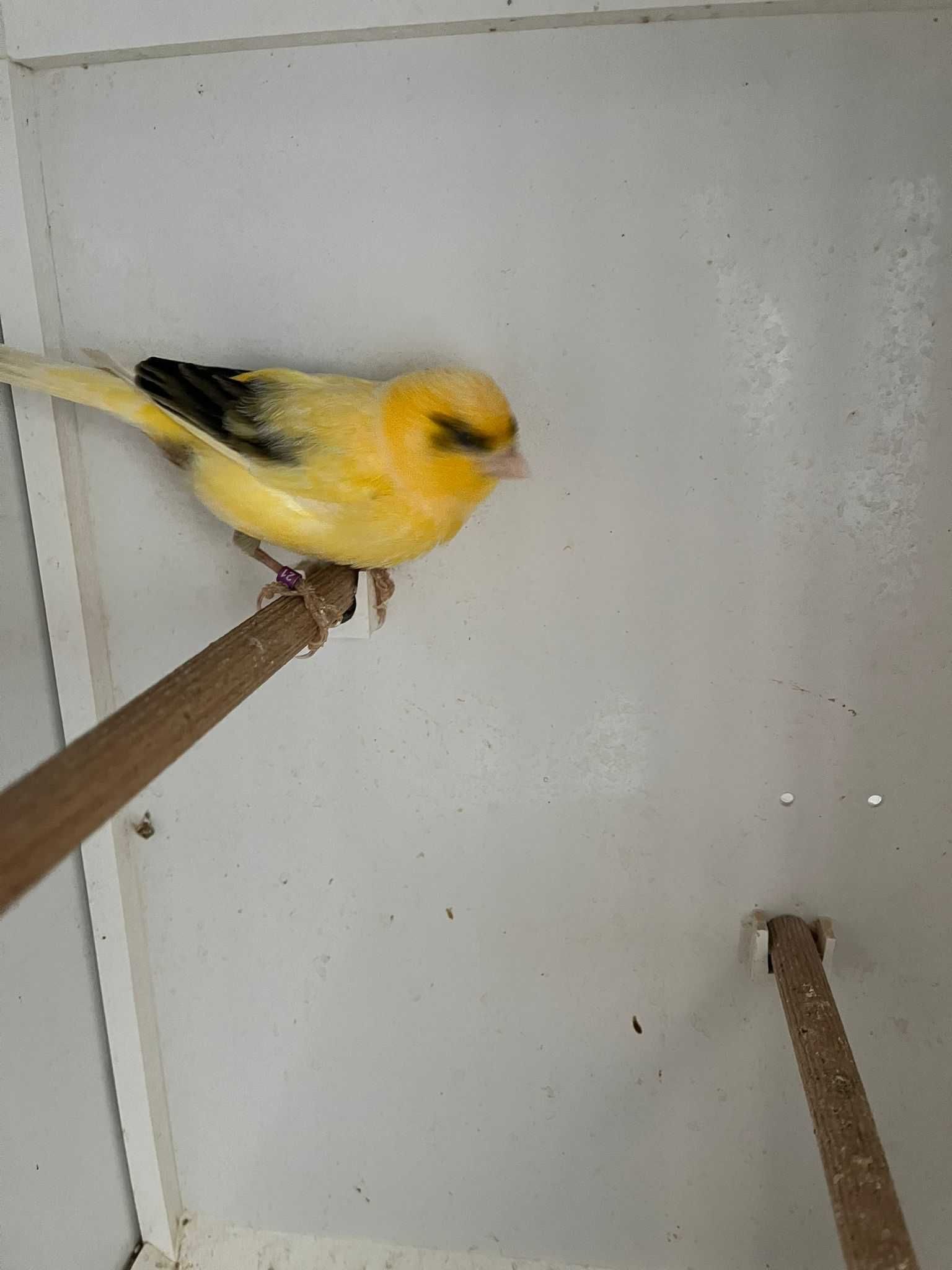 canari femele si masculi