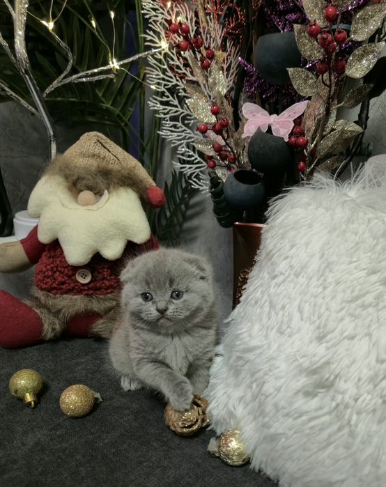 Шотландски котенца