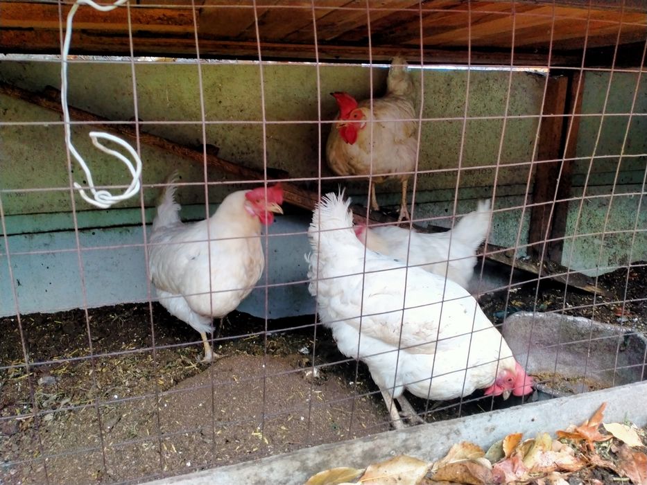 Куры несушки яйцемётчицы!