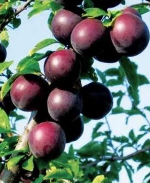 Cais Deosebit Printul Negru