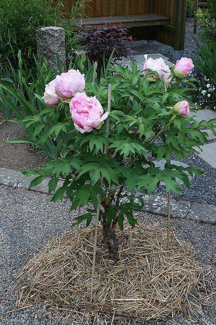 Bujor de Gradina (Tip Copac)