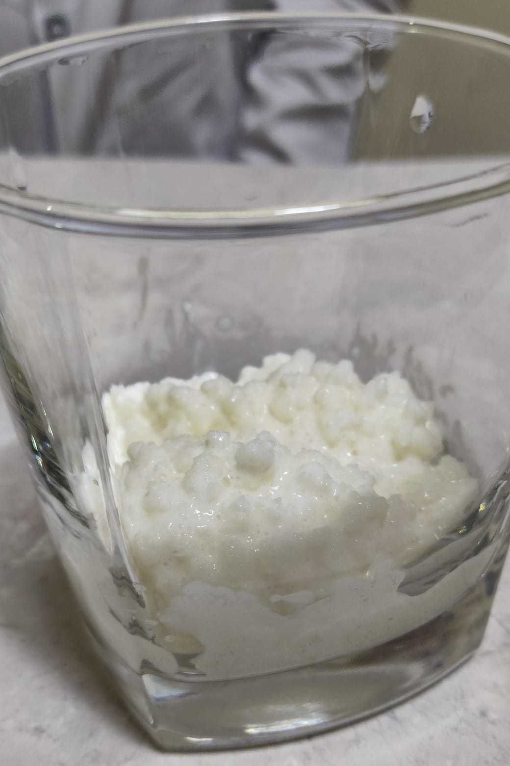 Ciupercă  Kefir (chefir) de lapte doua porții