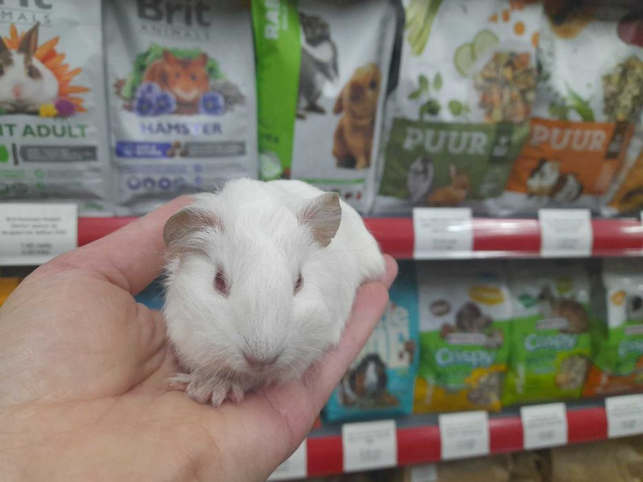 Морско свинче / свинчета на 1 месец