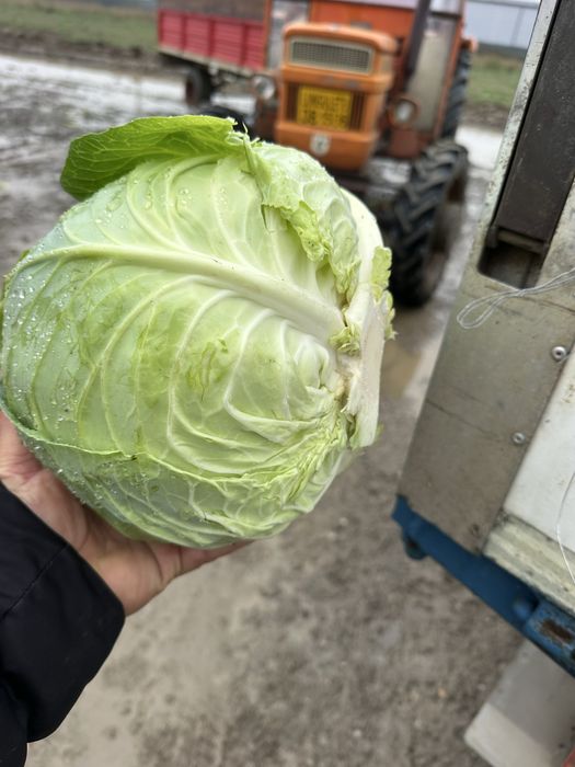 Vand varza bucharest