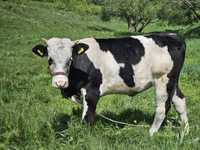 Vand vitea Holstein