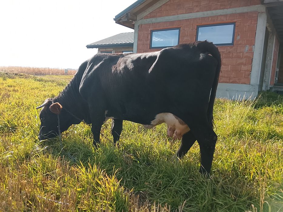 Vnd vaca bruna gestanta an 3 luni și vine cu al 4 vițel și are lapte 1