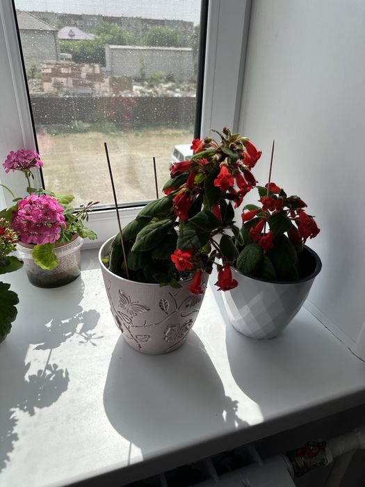 Продам домашние цветы