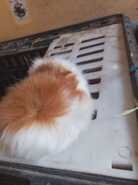 Vând porcușor de guineea femela