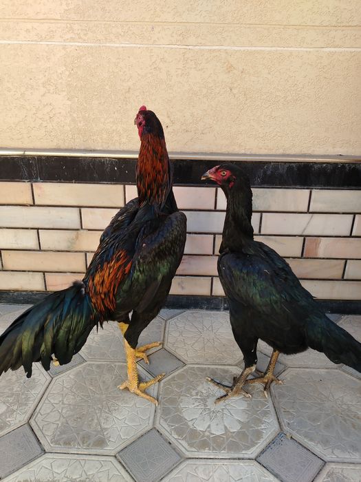 Тоза ветнам зотлар сотилади