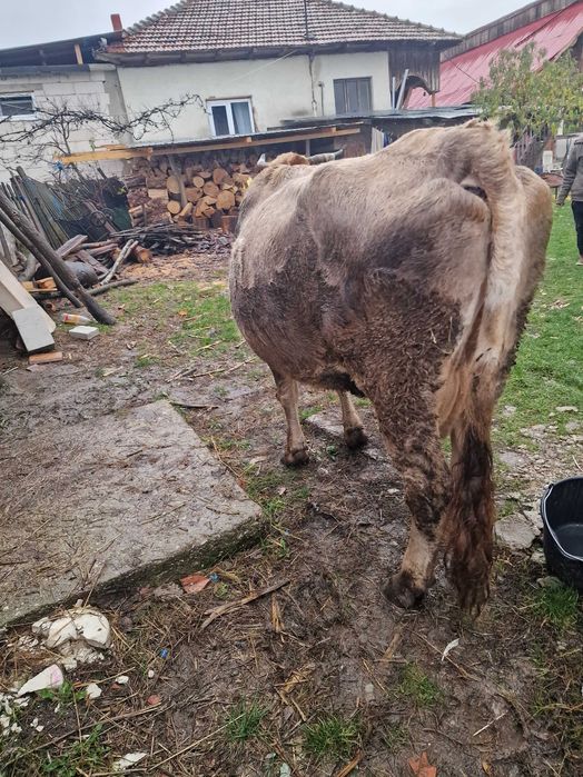 Vaca si taurasi de vânzare