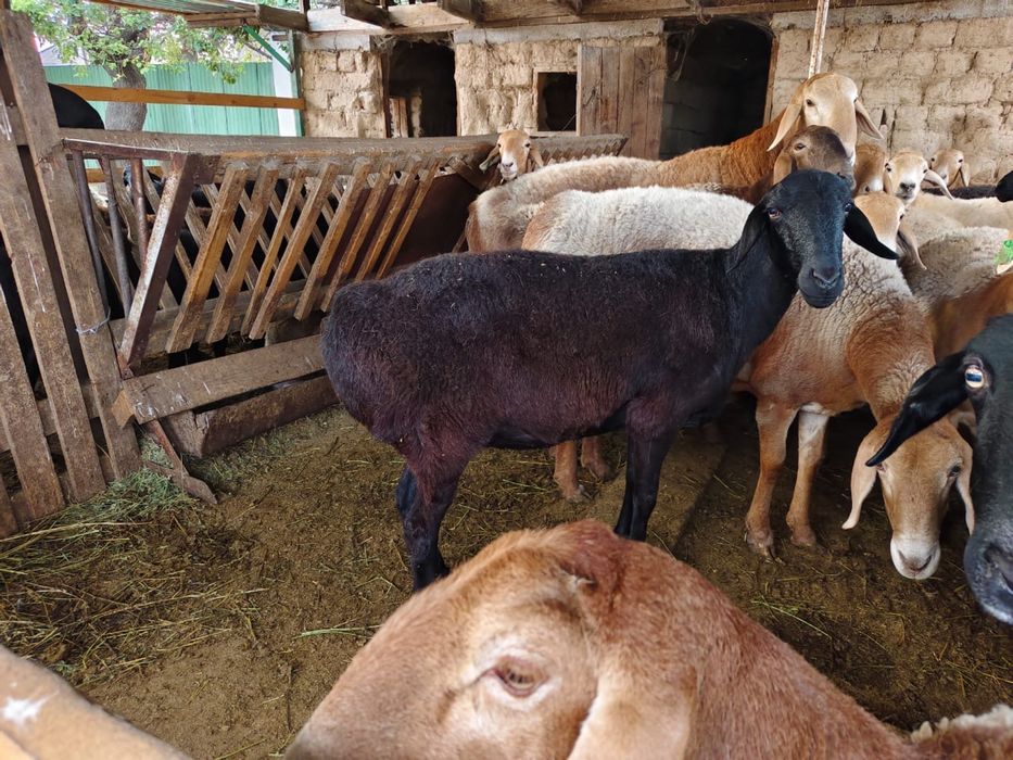 Продаются бараны!