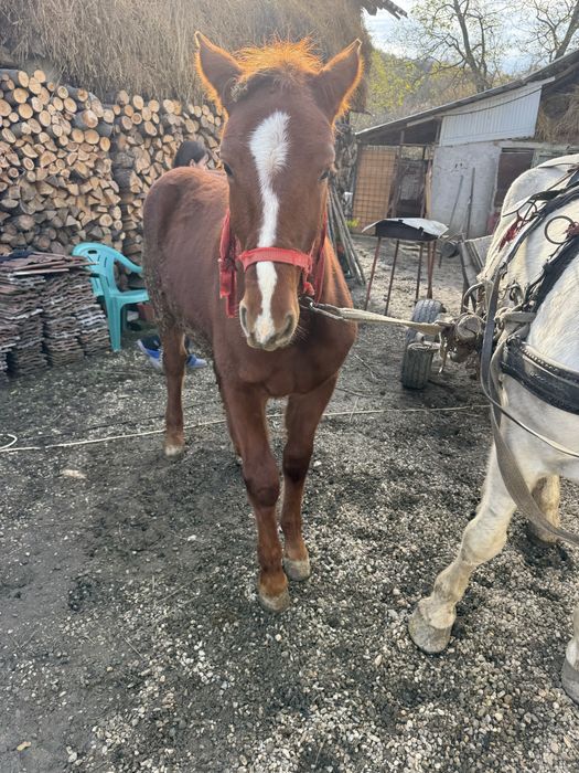 Vand carlana foarte cuminte nu bate nu musca