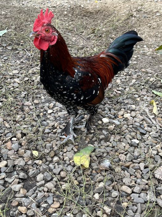 Vand doi cocosi mii de flori