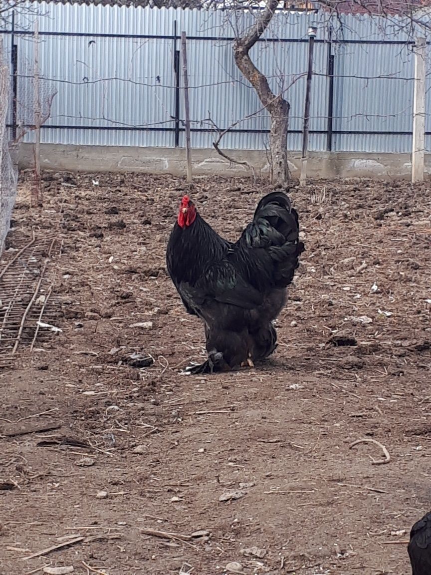 Vând găini rasa brahma.