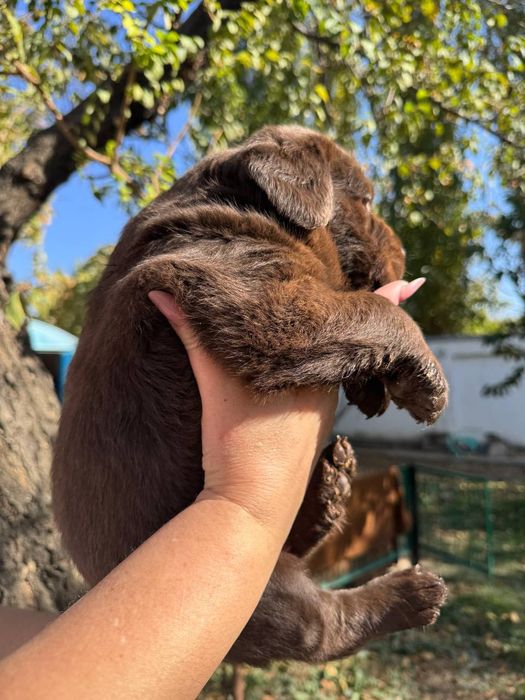 Продажа щенков лабрадора