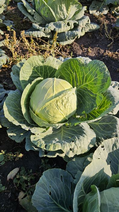 Varza plata si varza rotundă preț pe duba