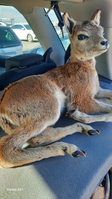 Препариран трофей. Сърна