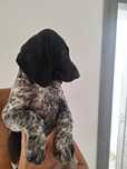 Brac german par scurt cu pedigree