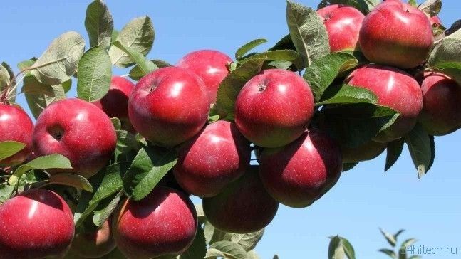 Саженцы  Местные Яблони . Абрикос Слива Вишня  на Осень