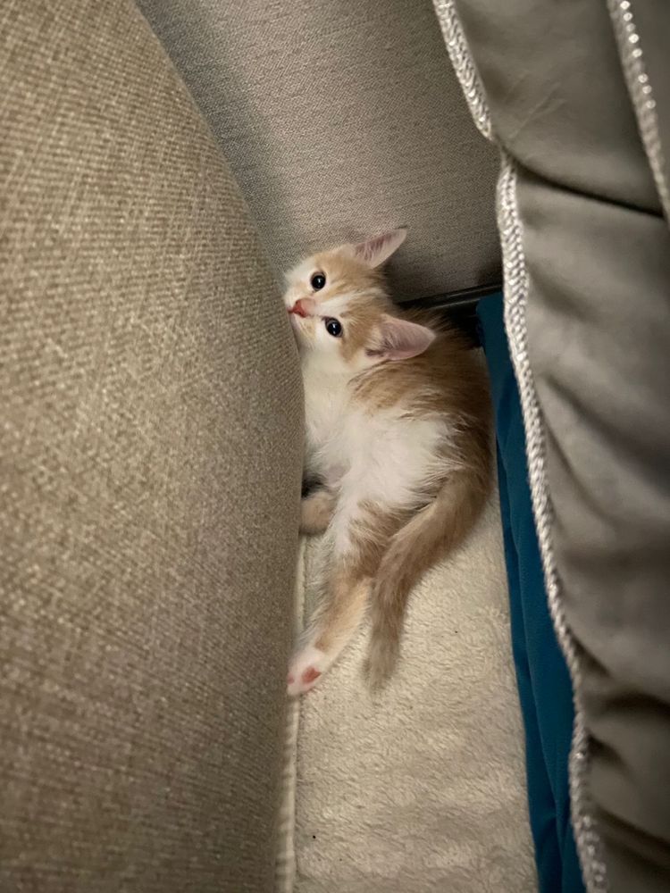 Отдадим котенка