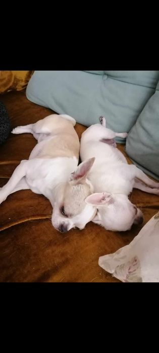 Свободни чихуахуа