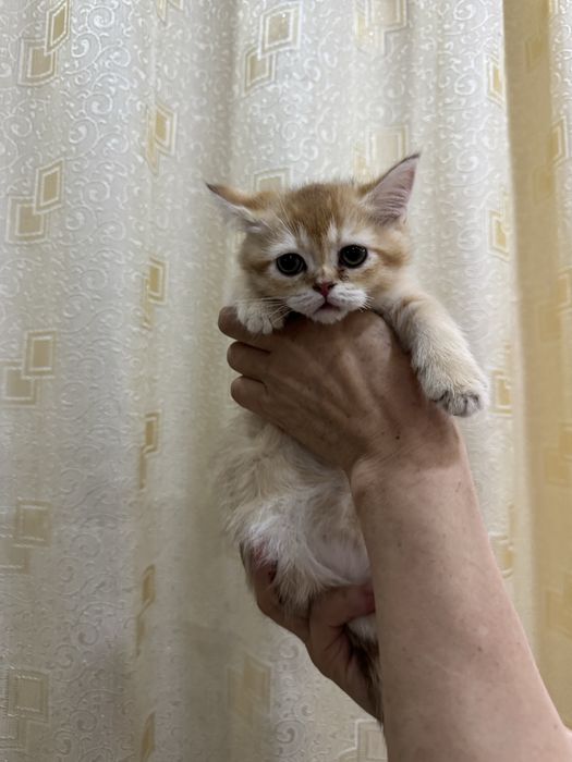 Мушукча сотилади тоза кровный золотая шиншила