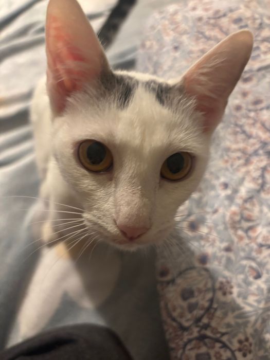 Pisicuta fetita spre adoptie