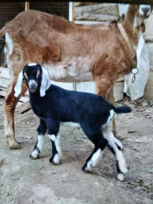 Англонубин тоза зотли така сотилади