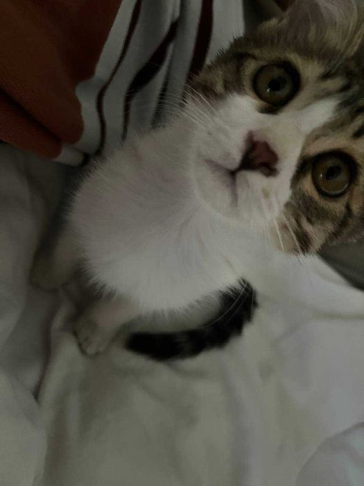 Мехрибон, ак'лли уй мушуги-Муизза яхши к'улларга берилади СОТИЛМАЙДИ!