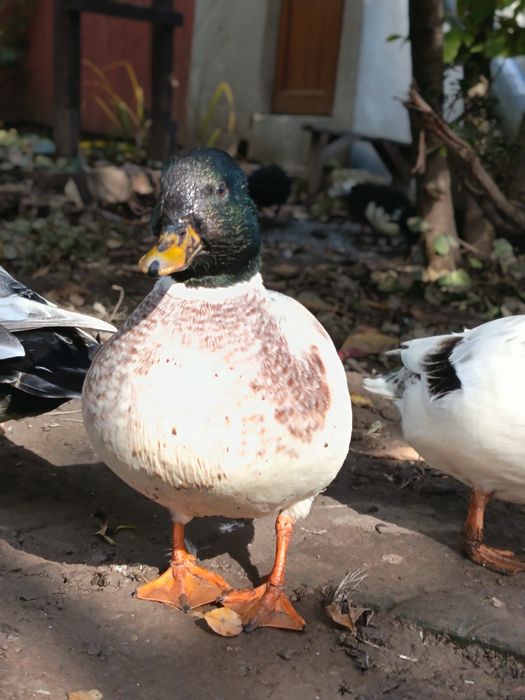 Rațe pitice olandeze disponibile