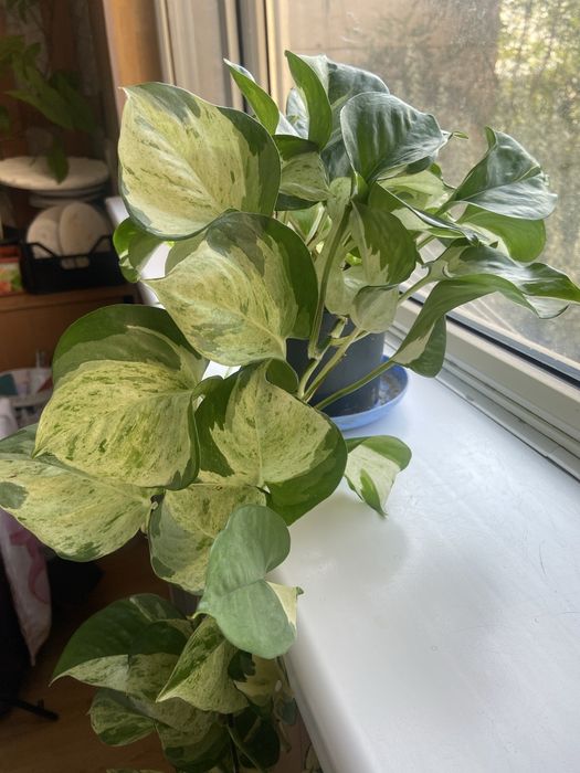 Продам комнатные вьющиеся сциндапсусы(3 вида),сингониум сиреневый,агла