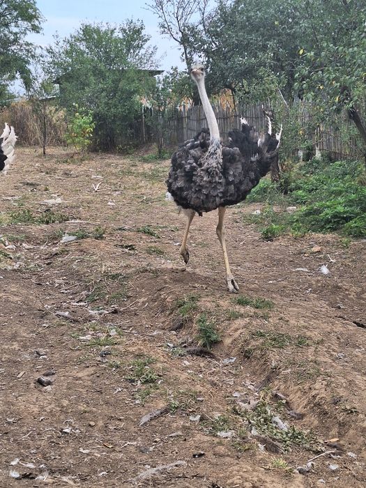 Struț african mascul de vânzare vârstă 1 an