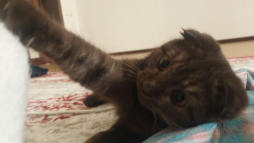 кот шотландский вислоухий