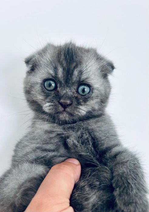 British Shorthair/ Scotish Fold disponibili