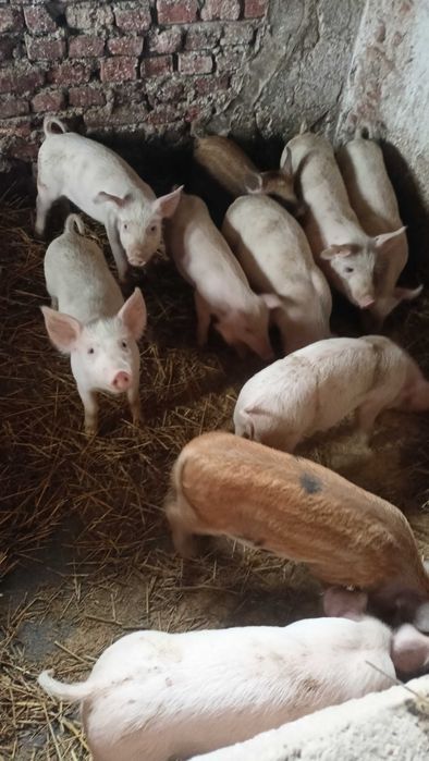 Продавам прасенца