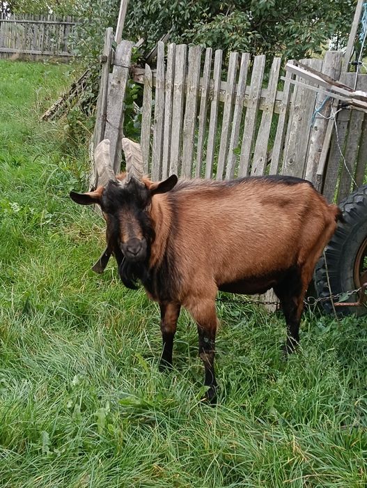 Țap alpin francez
