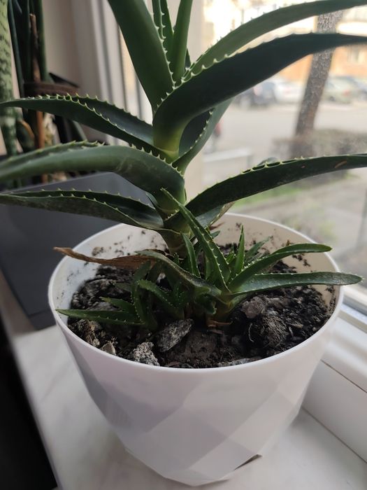 Puiuti de aloevera