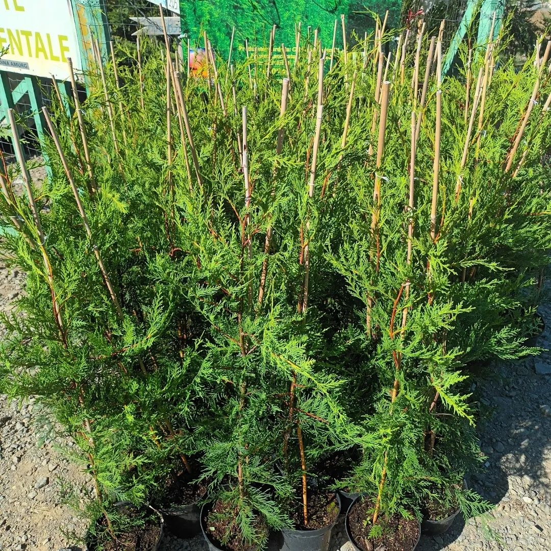 Chiparos Leylandii la ghiveci 3l , 100/120cm