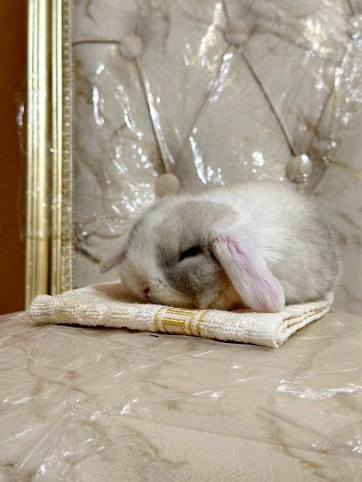 "Basmala farm" fermasidan osmaydigan quyonchalar