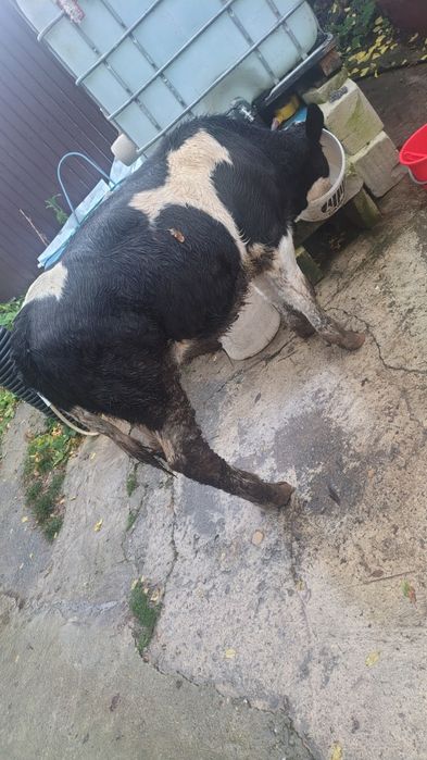 Vițel de vânzare are 1 an