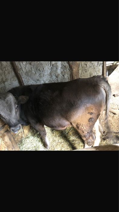 Vand bou rasa brună