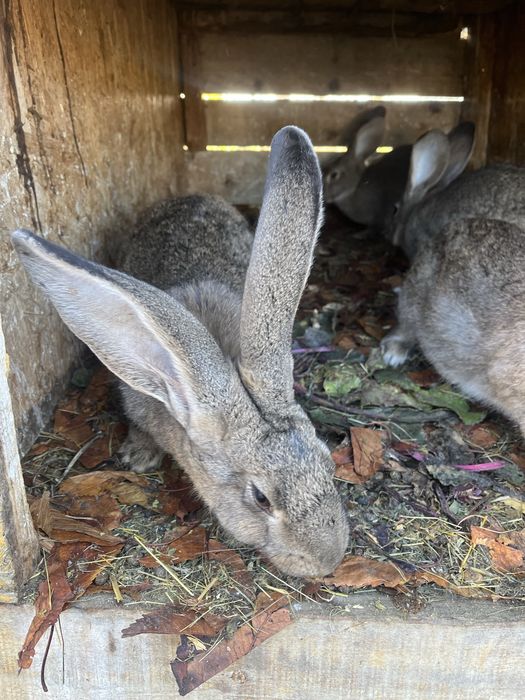 Vand iepurasi , californian si si belgian.