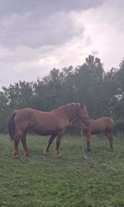Vînd iapă gestantă