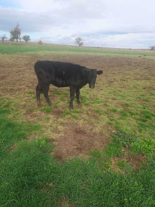 Мъжки угоени телета
