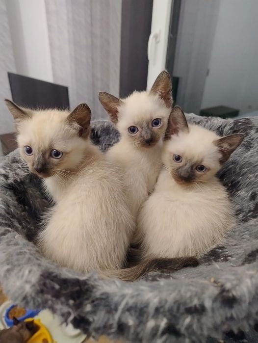 Продавам сиамски котенца