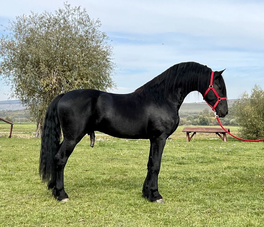 Friesian Frizian Top Armasar