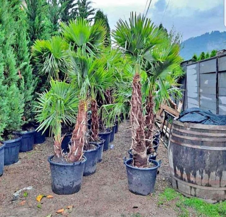 Plante ornamentale naturale