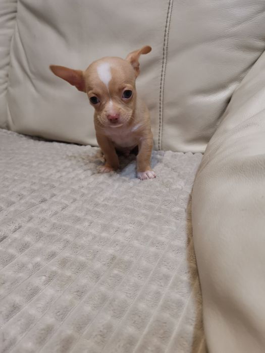 Чихуахуа сладки бебета